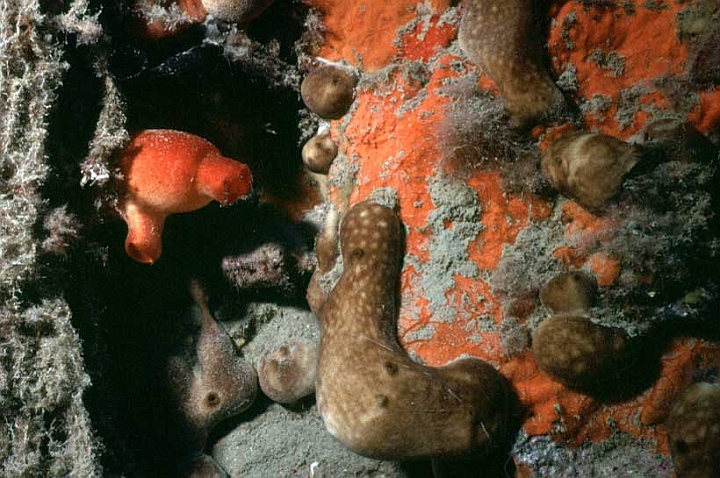 22 Chondrilla nucula.jpg